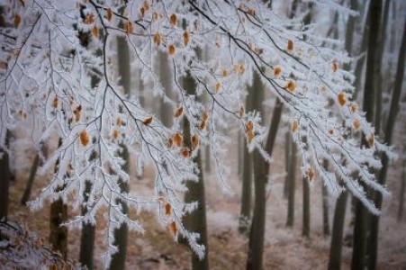 Prognoza agrometeorologica pentru perioada 11-17 decembrie 2020