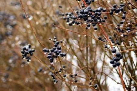 Prognoza agrometeorologica pentru perioada 19-25 februarie 2021