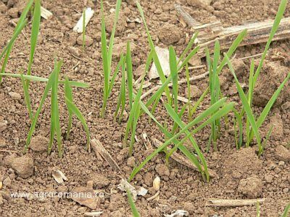 METEO ianuarie, februarie, martie: Cum va fi vremea in primele luni ale anului