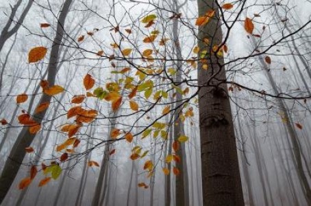 Prognoza agrometeorologica pentru perioada 7 - 13 octombrie 2021