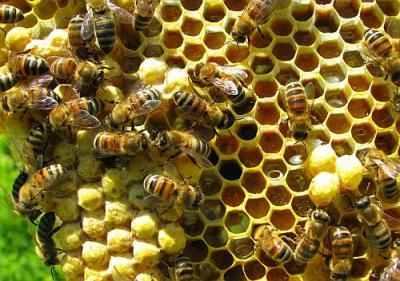 fonduri-destinate-apicultorilor-in-urmatorii-trei-ani