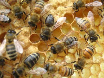 guvernul-a-aprobat-joi-programul-national-apicol-ce-va-fi-aplicat-in-urmatorii-ani