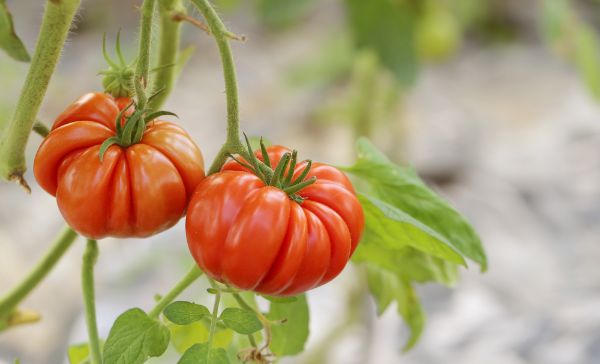 Programul Tomata. Fermierii se plang ca nu produce efectele scontate