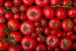 Programul Tomata: Termen limita pentru fermieri