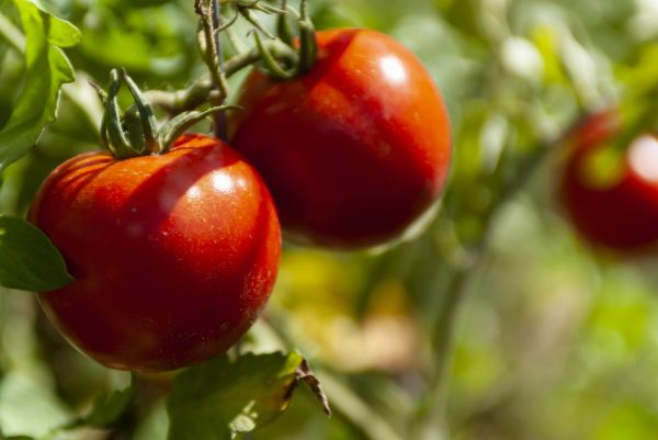 Fonduri suplimentare pentru Programul Tomata