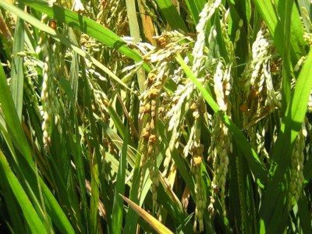 Politicile privind protectia plantelor, analizate la Bruxelles