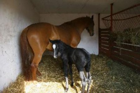 Recomandari pentru protectia animalelor in perioadele caniculare