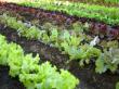 Protectia culturilor de legume - grupa solano-fructoase in perioada premergatoare verii