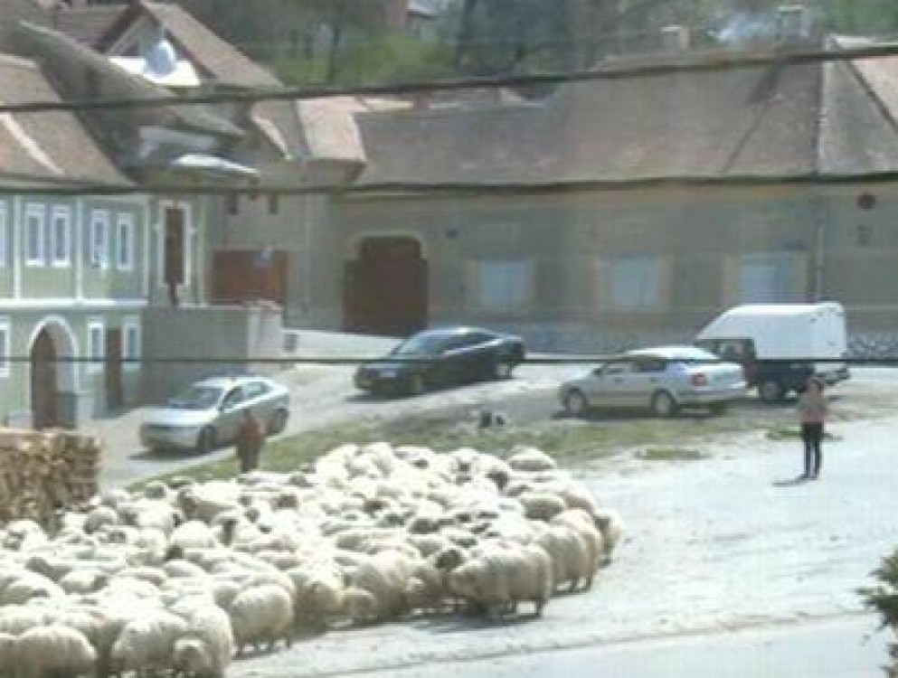 Crescatorii de ovine din Poiana Sibiului au protestat la Primarie