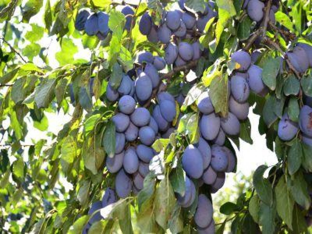 Norme cu privire la natura, continutul, fabricarea, etichetarea gemurilor, jeleurilor, marmeladelor de fructe si a piureului de castane indulcit