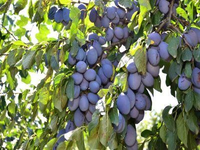 Tratamente fitosanitare pentru culturile de prun