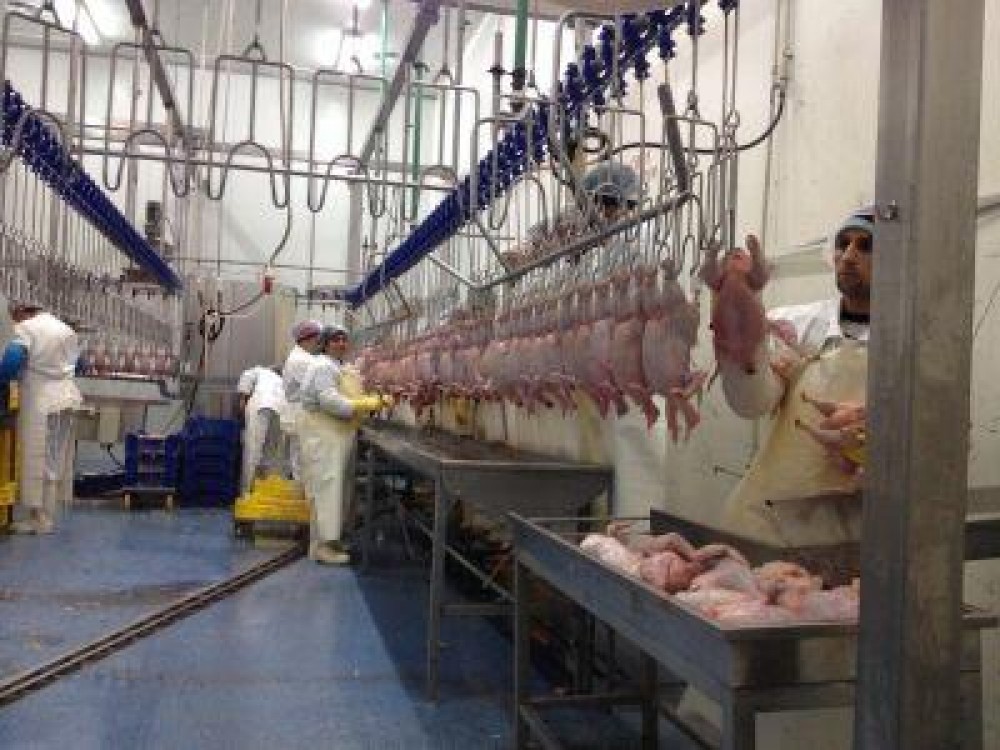 Care sunt problemele actuale pe piata nationala a carnii de pasare