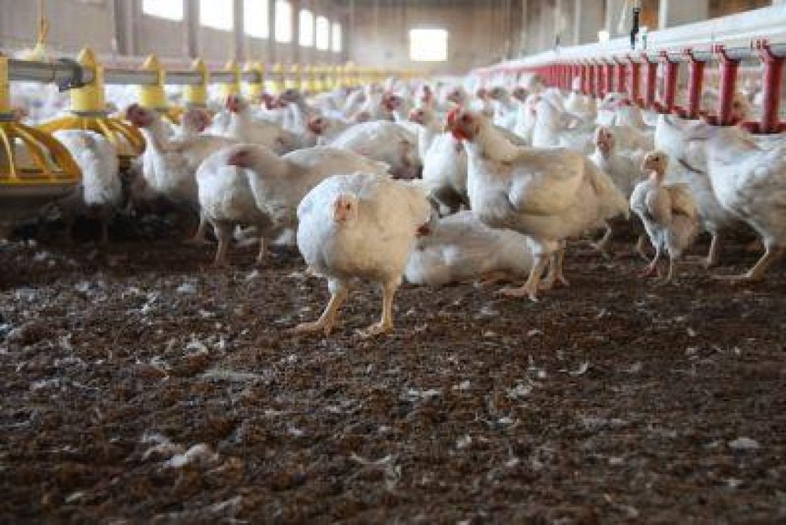 ANSVSA a descoperit un efectiv de pui de carne contaminat cu Salmonella