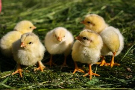 Microferma de pasari- sursa unui venit suplimentar