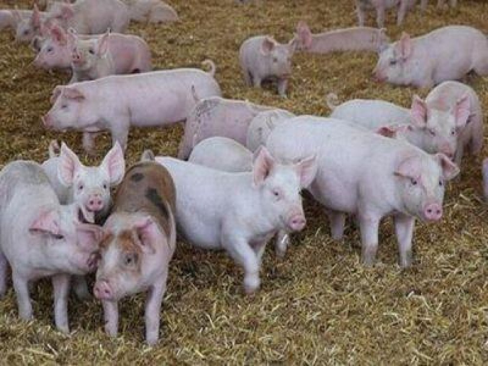 Presedintele Pro Agro reclama necesitatea dezvoltari ide maternitati pentru suine