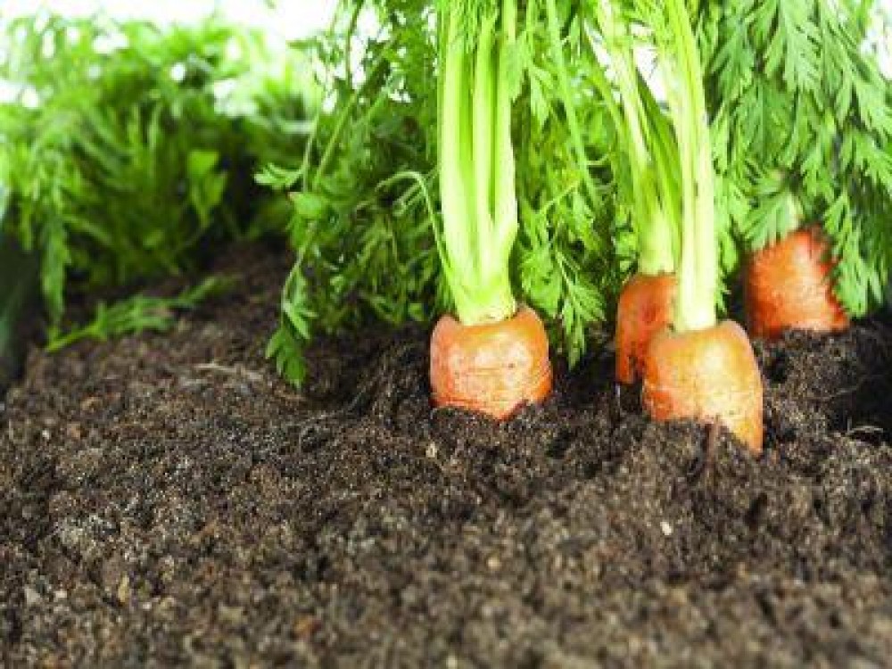 Metode de combatere a bolilor si daunatorilor radacinoaselor
