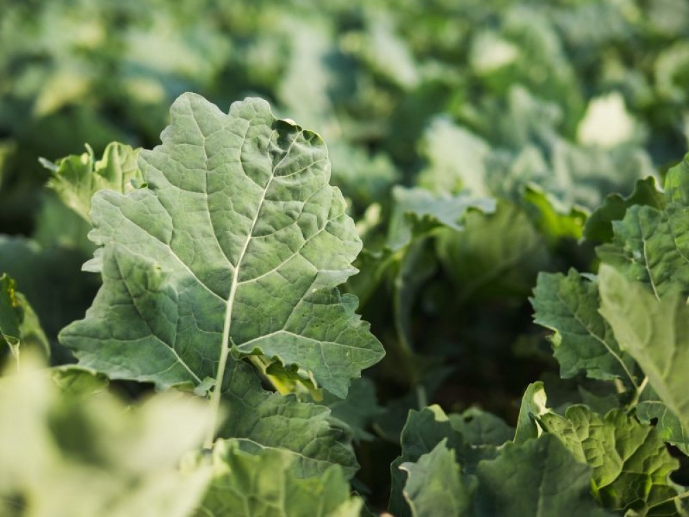 5 pasi pentru o rapita sanatoasa si viguroasa inca din toamna