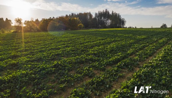 Rapita in toamna: recomandari de fertilizare pentru o cultura reusita