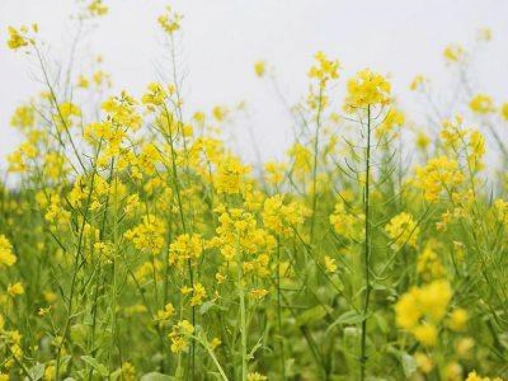 Starea culturilor la 29 aprilie 2013