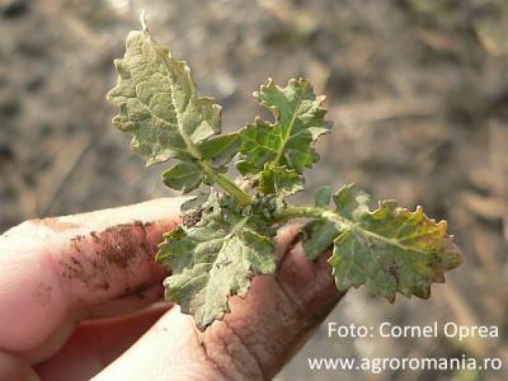 Starea culturilor agricole ianuarie 2014: Reprezentantii LAPAR sunt ingrijorati de evolutia vremii