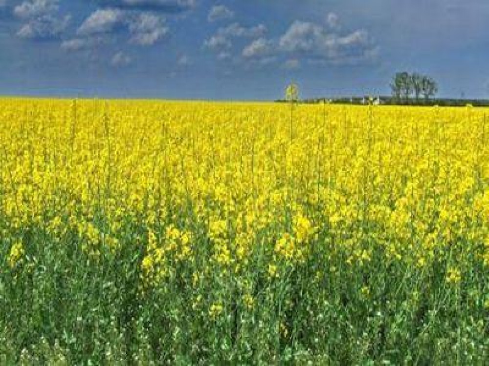 Suprafetele cultivate cu rapita din Maramures s-au dublat anul trecut