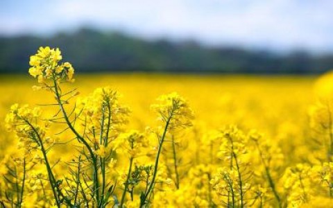 Desi pretul pentru rapita a crescut, fermierii nu o mai vor