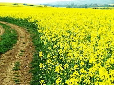 Buletin agrometeorologic pentru perioada 14-18 mai