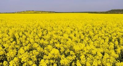 Avertizare fitosanitara la Bacau: viespea rapitei si purici