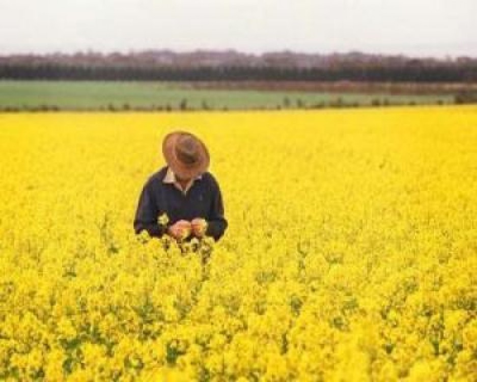 Cultivarea rapitei - afacerea agricola a momentului!
