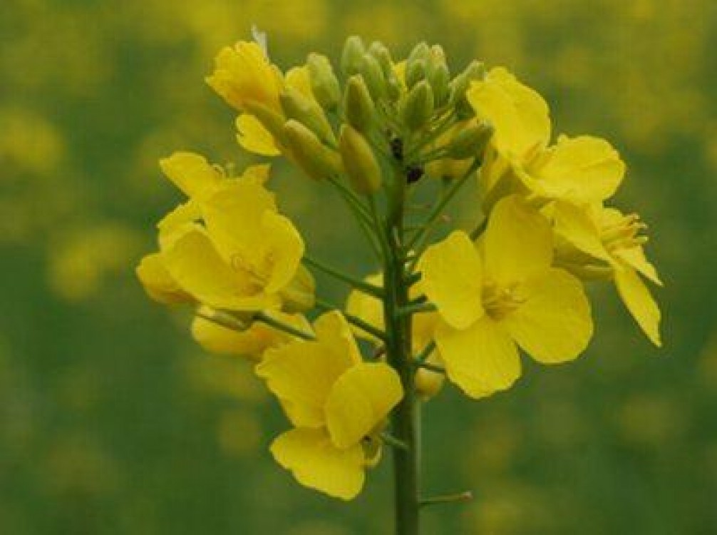 Prognoza agrometeorologica pentru perioada 23-29 aprilie