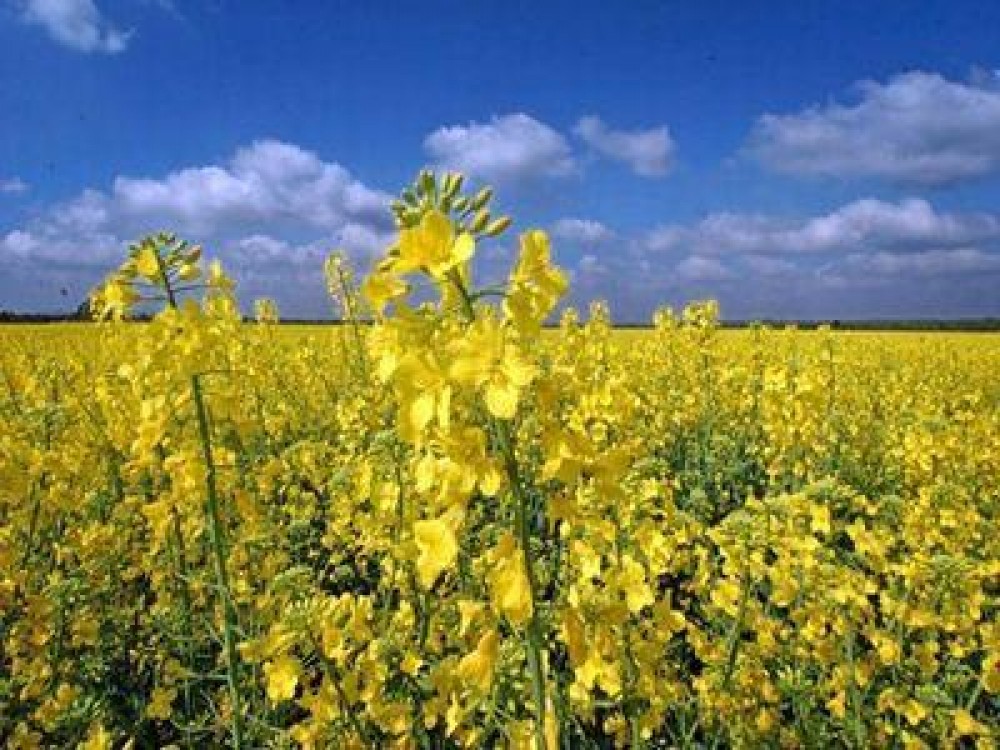 Culturile de rapita, afectate grav de conditiile meteo nefavorabile din ultima vreme