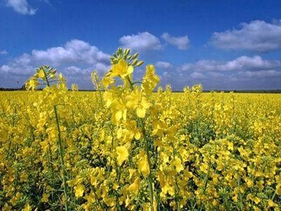 Culturile de rapita, afectate grav de conditiile meteo nefavorabile din ultima vreme