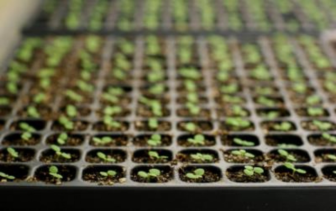 Plantarea rasadurillor de legume