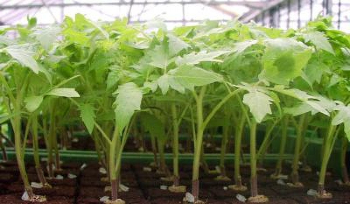 Hibrizi de tomate pentru rasaduri 2013