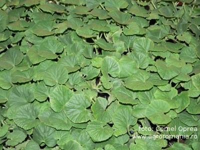Masuri fitosanitare la producerea rasadurilor de legume