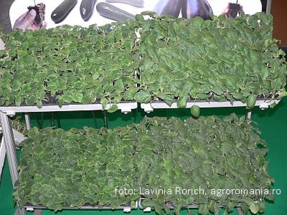 Lucrari de sezon in legumicultura