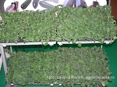 Lucrari de sezon in legumicultura