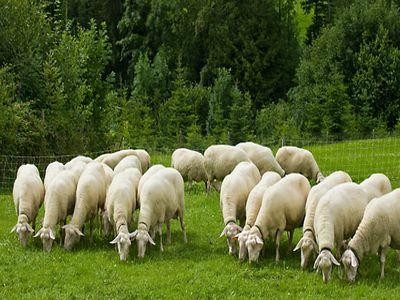 A inceput plata ajutorului pentru ameliorarea raselor, aferenta lunii ianuarie