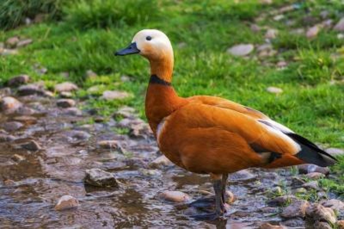 Gripa aviara in Franta. Peste 200.000 de rate, sacrificate
