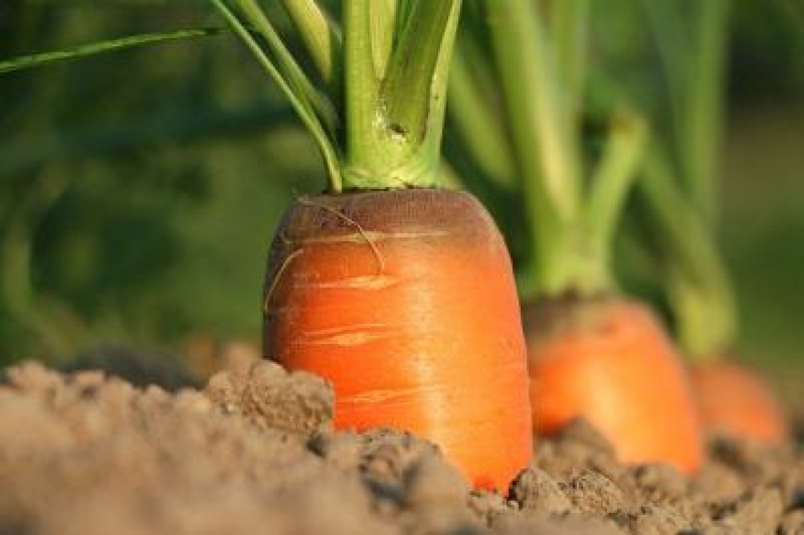 MFP: Evitarea recesiunii tehnice depinde de agricultura