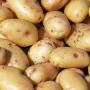cartofii-romanesti-sunt-pe-cale-de-disparitie