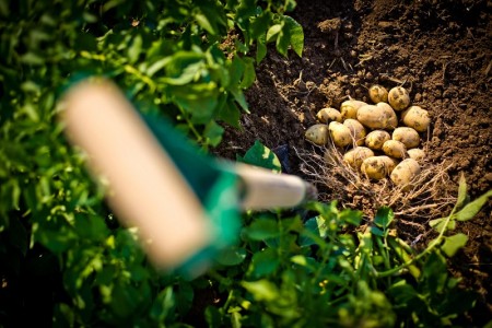 Ghidul fermierului modern: 6 aspecte-cheie pentru cresterea randamentului culturii de cartof in sezonul 2025