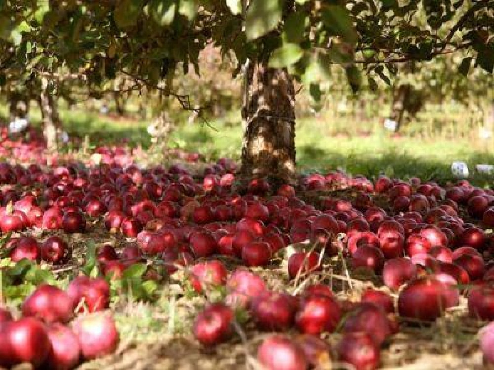 Buletin agrometeorologic pentru perioada 5-11 septembrie