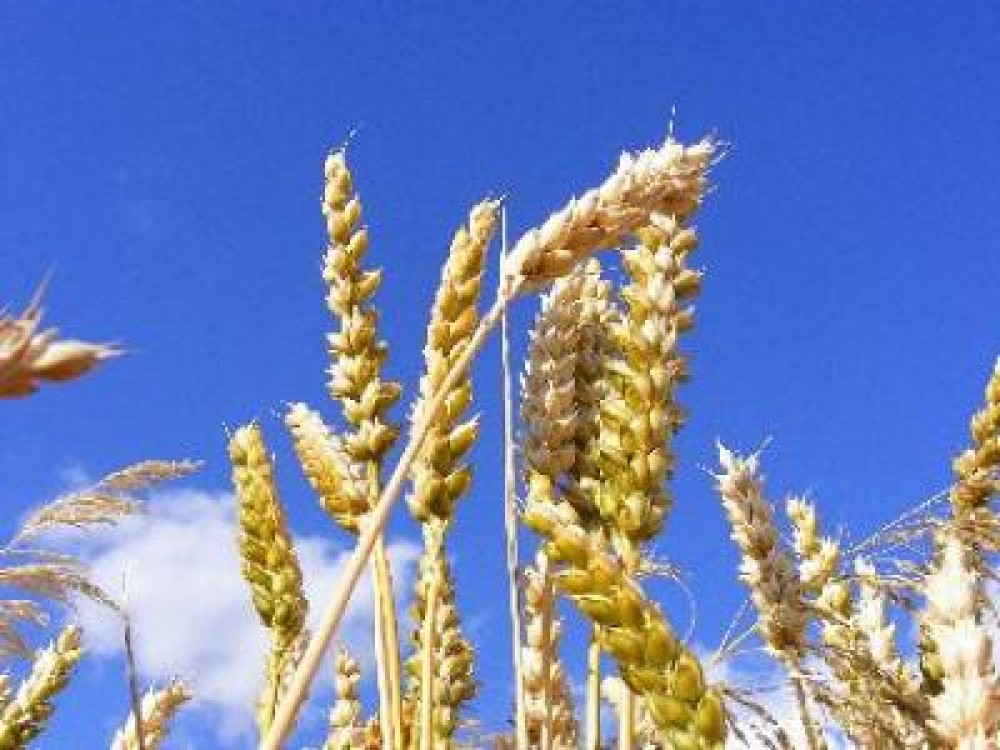 Productii mai mari la cereale in judetele Prahova si Satu Mare