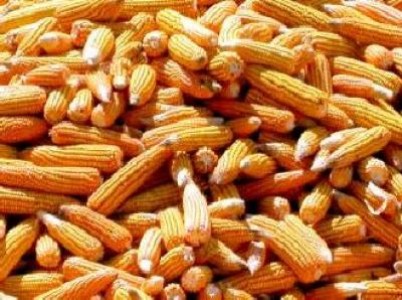 O recolta generoasa in Brazilia ar scadea pretul la porumb