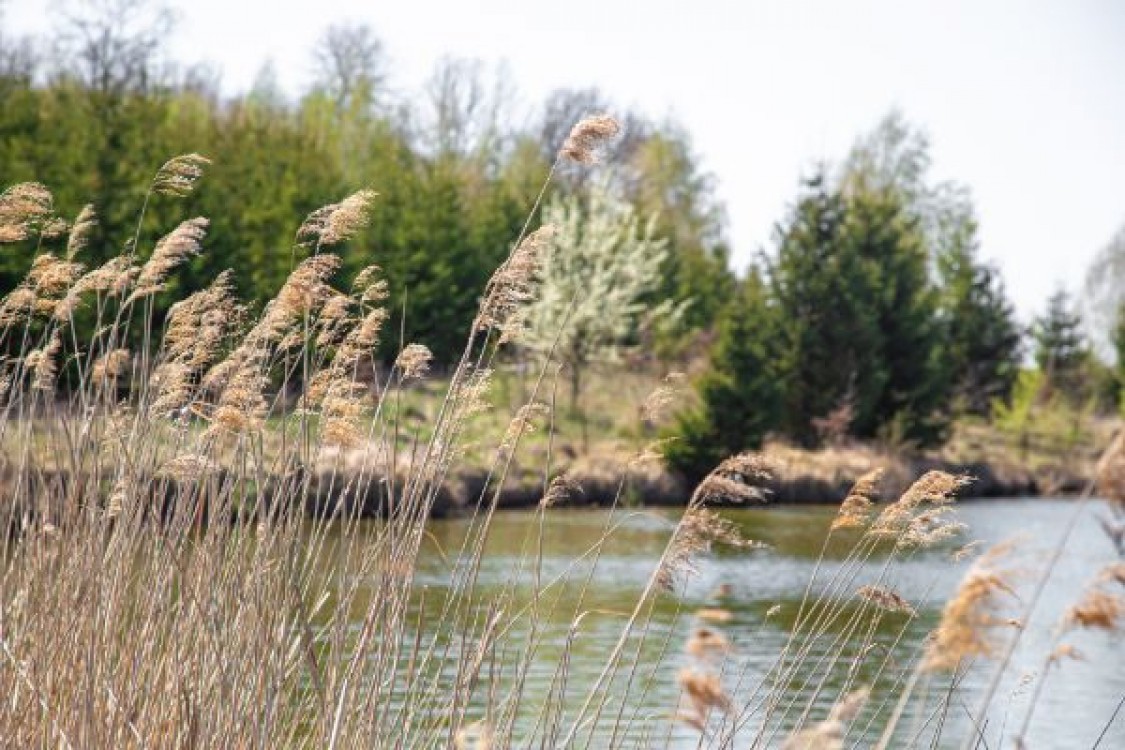 Demersuri la MADR: Noua subventie pentru recoltarea stufului din Delta