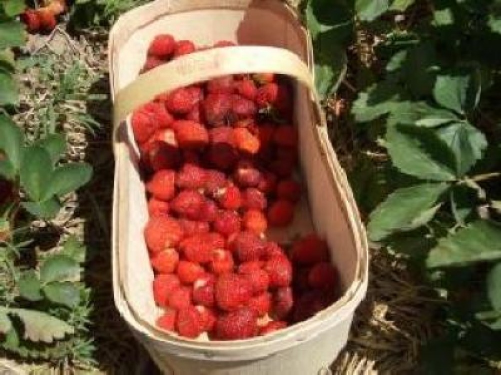 Oferte atractive pentru joburile in agricultura din strainatate