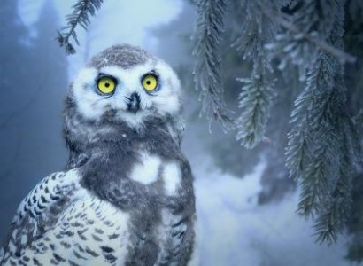 Recomandarile de iarna ale ANSVSA pentru crescatorii si transportatorii de animale