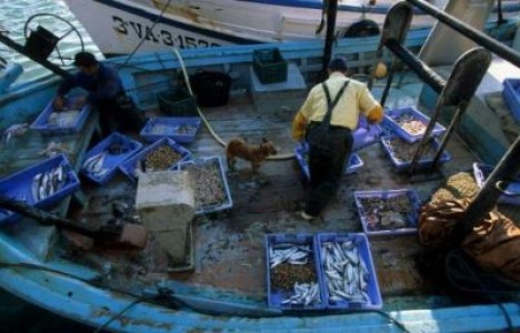 Reforma pescuitului a fost adoptata in Parlamentul European