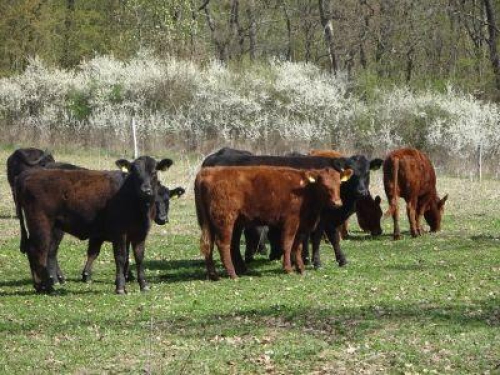 Au inceput platile pentru serviciile de intocmire si mentinere a registrelor genealogice si serviciile de determinare a calitatii genetice a raselor